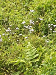 Penstemon laxiflorus