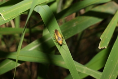 Ellipsidion humerale
