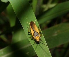 Ellipsidion humerale