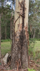 Eucalyptus saligna