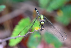 Orthetrum sabina