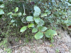 Lindera akoensis