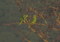 Amazona autumnalis salvini