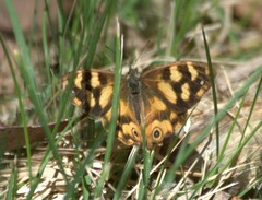 Heteronympha solandri