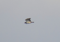 Leucopternis semiplumbeus