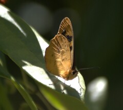 Heteronympha solandri