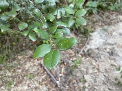 Lindera akoensis