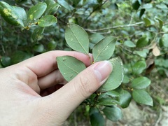 Lindera akoensis