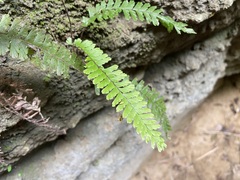 Adiantum malesianum