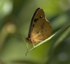 Heteronympha solandri