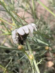 Oxyopes kraepelinorum