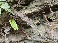 Adiantum malesianum
