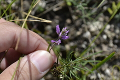 Polygala cretacea