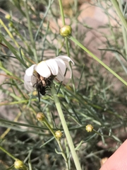 Oxyopes kraepelinorum