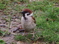 Passer montanus
