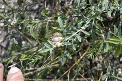 Astragalus albicaulis