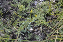 Linum ucranicum