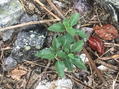 Physalis virginiana