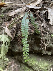 Adiantum caudatum