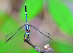 Diplacodes trivialis