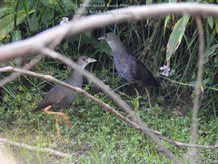 Amaurornis moluccana