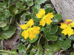 Goodenia hederacea alpestris