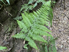 Microlepia speluncae