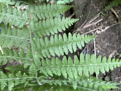 Microlepia speluncae