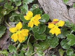 Goodenia hederacea alpestris