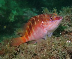 Hypoplectrodes maccullochi