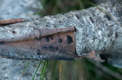 Calosphaeria pulchella