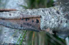 Calosphaeria pulchella