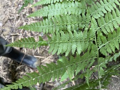 Microlepia speluncae