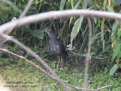 Amaurornis moluccana