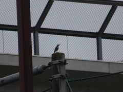 Agropsar philippensis