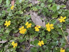 Goodenia hederacea alpestris