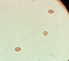 Hebeloma