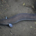 Short-finned Eel - Photo (c) Joe Potter Butler, some rights reserved (CC BY), uploaded by Joe Potter Butler