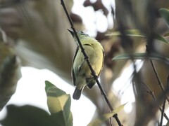 Pogoniulus chrysoconus