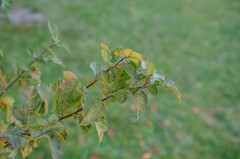 Malus floribunda