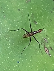 Telostylinus lineolatus