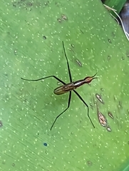 Telostylinus lineolatus