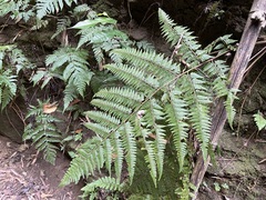 Microlepia speluncae