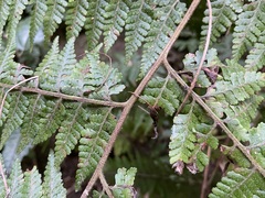 Microlepia speluncae