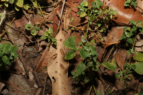 Image of Chenopodium trigonon by (c) Greg Tasney, some rights reserved (CC BY-SA)