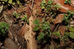 Chenopodium trigonon stellulatum