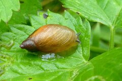 Succinea putris