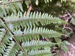 Microlepia speluncae