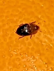 Stelidota geminata