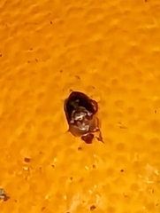 Stelidota geminata